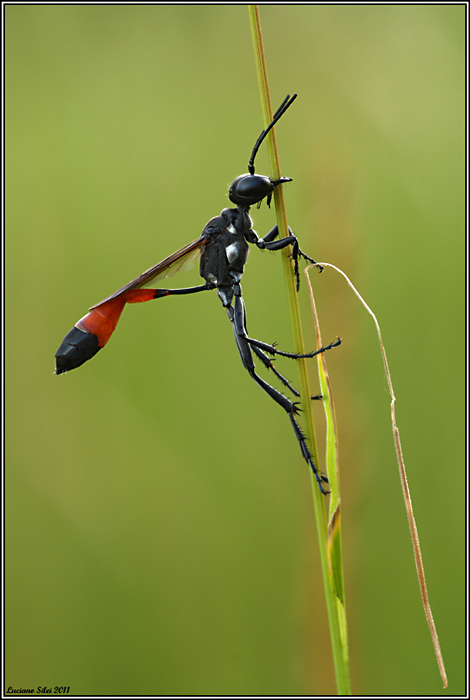 Ammophila sp, in stato di riposo